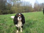Oliver